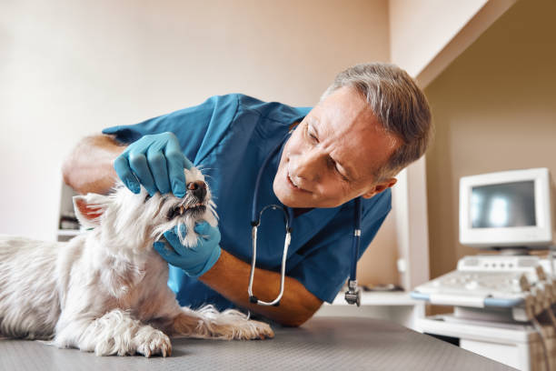 Best Same-Day Emergency Dentist in Rice, TX